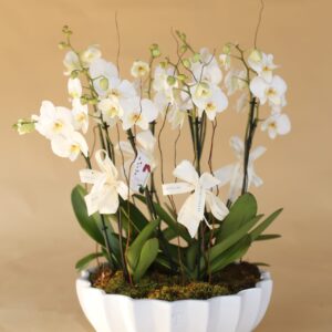 Orquídeas